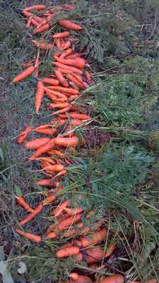 Carrots_in_a_line