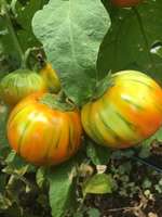Eggplant__turkish_orange