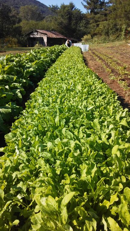 Arugula_and_chinese_cabbage_field_harvest_view_w_tyler